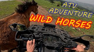 ATV ADVENTURE, two very difrent days of driving trough fog rain and herds of wild horses, ODES 650