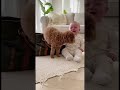 バックからトイプードルが出てきて喜ぶ赤ちゃん！ #toypoodle #baby #赤ちゃん #cute #トイプードル #cutebaby #可愛い #funny #dog #love
