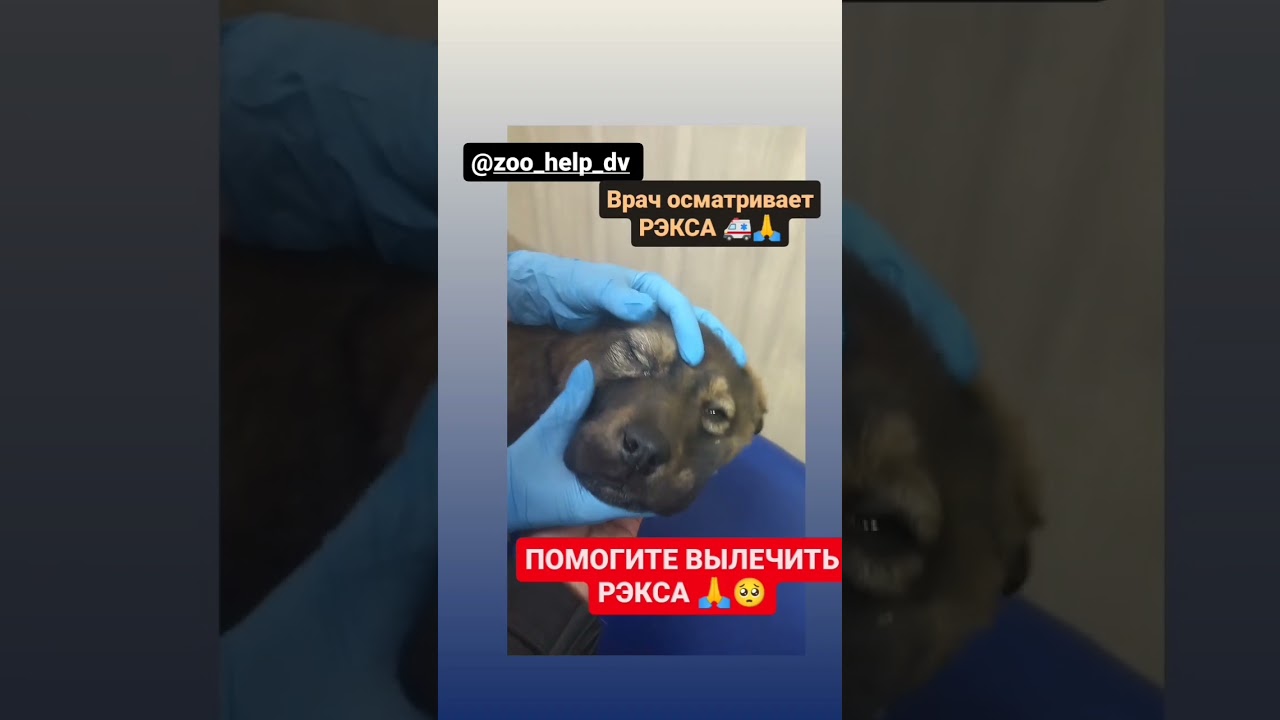 Свозили в клинику, у щенка гнойный панофтальмит, нужны лекарства🙏😩