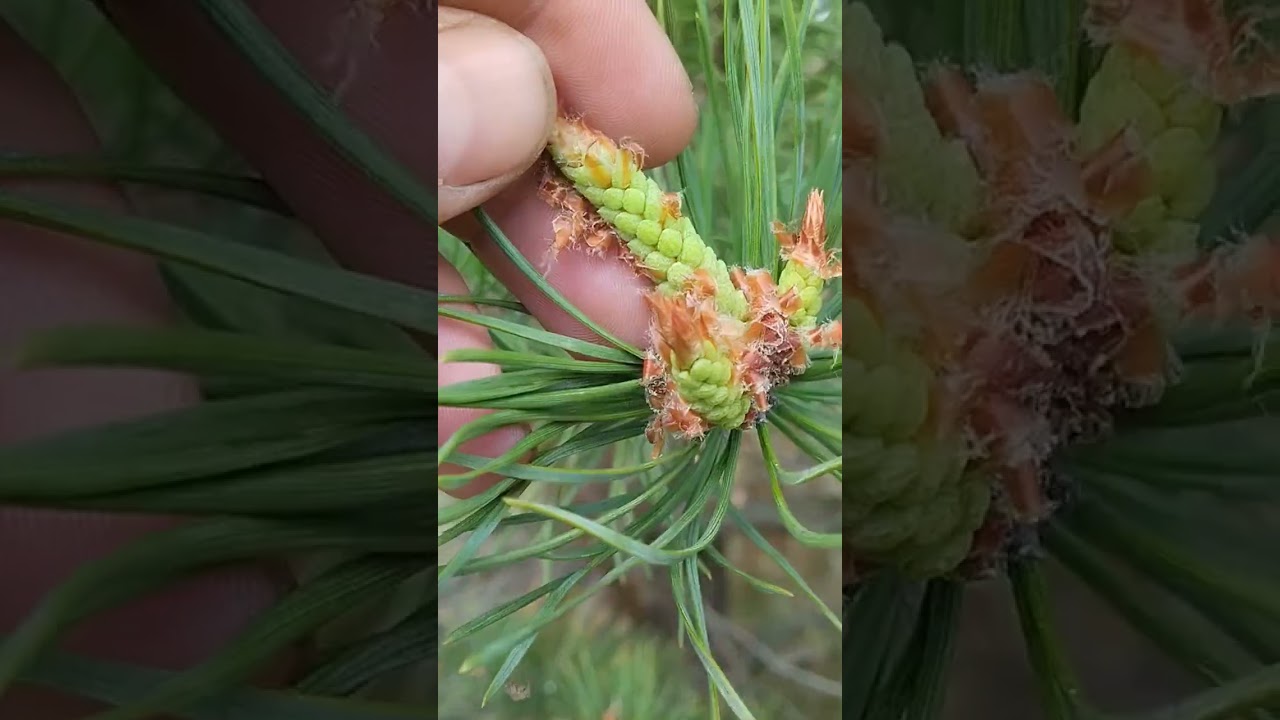 прогулка за селом 