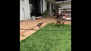 Bird vs Chicken | magpie tries to play with Chicken | funny animals video | mags n Mimi