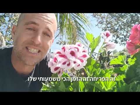 גרניום צרפתי תנאים לגידול ולטיפול שוטף