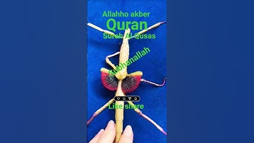 #القران_الكريم #تلاوه_خاشعه #قال رب انیی ہے ظلمت نفسی #اكسبلور #الشيخ محمود الشحات #foryou