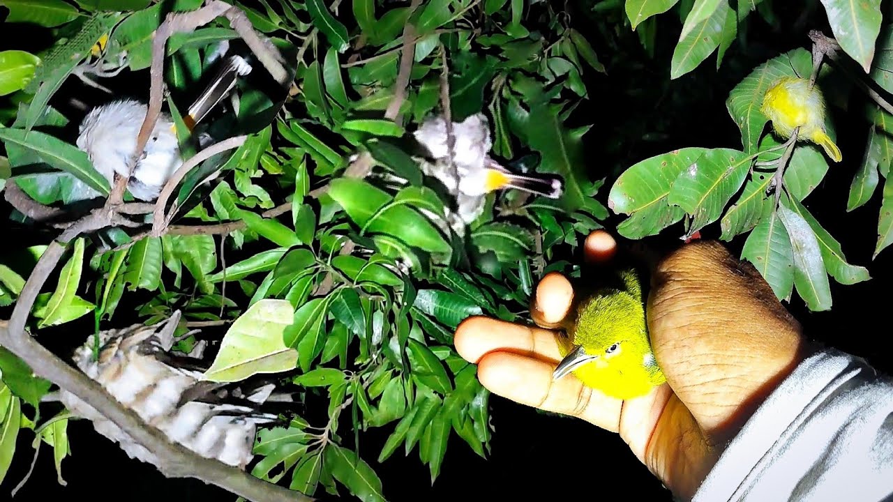 Spesial 2K Subscribers | Mencari Burung Tidur Di Malam Hari Eps 176