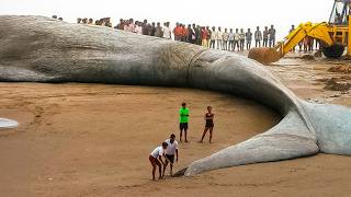 One in a Billion Animal Moments Caught on Camera