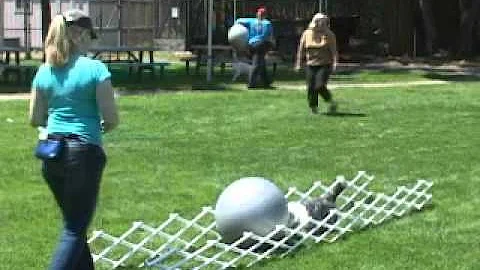 Dog sports training - Beginning Treibball - Sandi ...