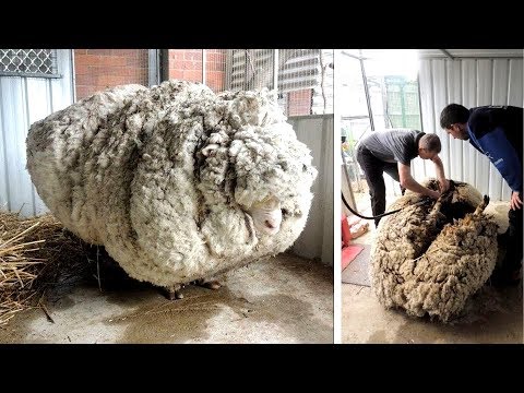 Видео: N.Z. Музеи Блясък за знаменитост овце