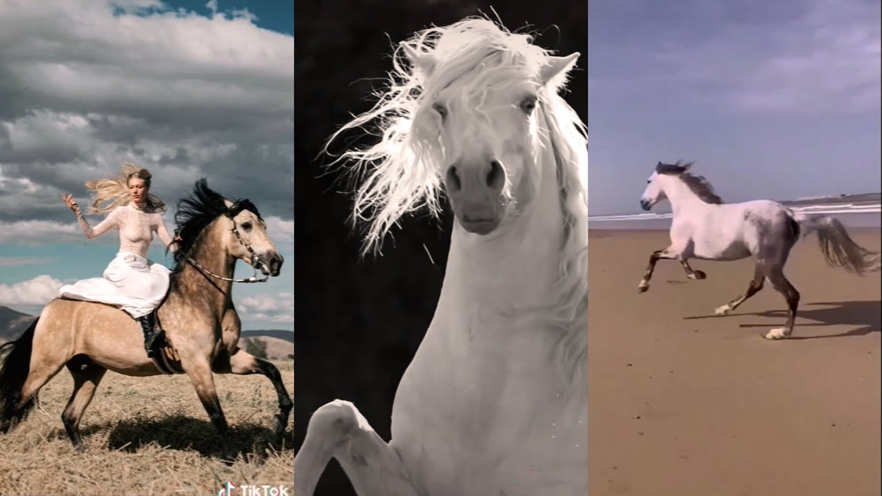 INCREDIBLE Andalusian horses and foals pt 5