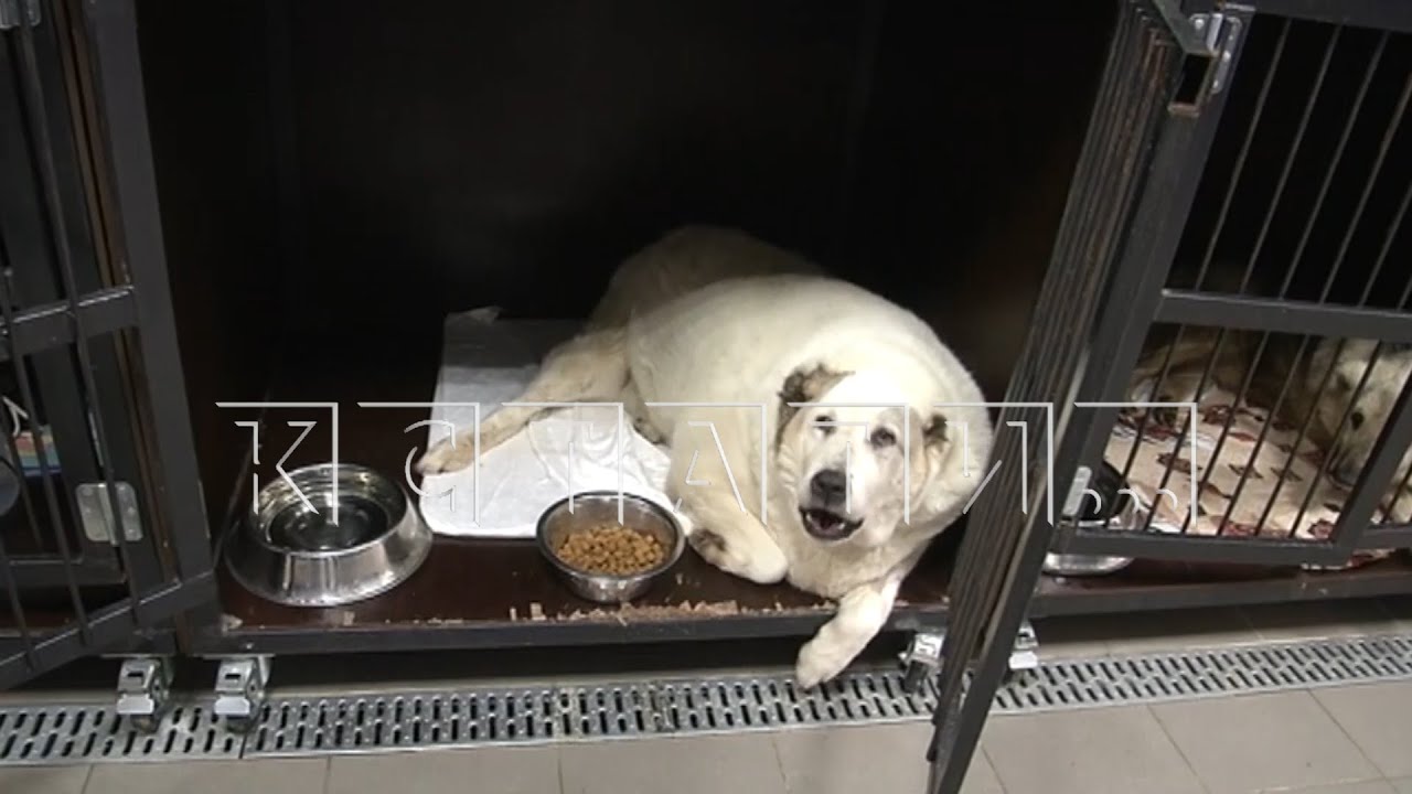 Владельцы, ради шутки,раскормили собаку до 100 кг, а когда она перестала ходить - выбросили на улицу