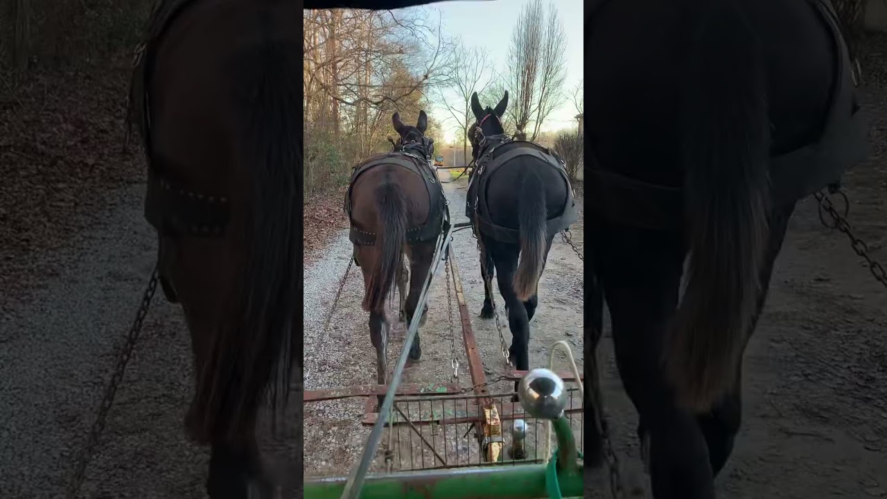 Paul V Smith mule and horse training