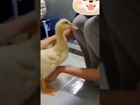 Video: Panduan Menjaga Bebek sebagai Hewan Peliharaan