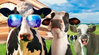 FUNNY COW - Coffin Dance Song (COVER) Resimi