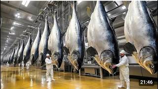 Fish Processing Factory :Inside a Modern Fish Processing Factory | From Sea to Global Market