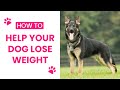 How to help a dog lose weight - 3 tips for helping overweight dogs