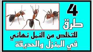 4 طرق للتخلص من النمل نهائي في المنزل والحديقة بدون مبيدات ، القضاء علي النمل بدون مبيدات
