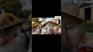 Cat Vlog #healing cat #ai cat #hakimi #ai tutorial #cat vlog