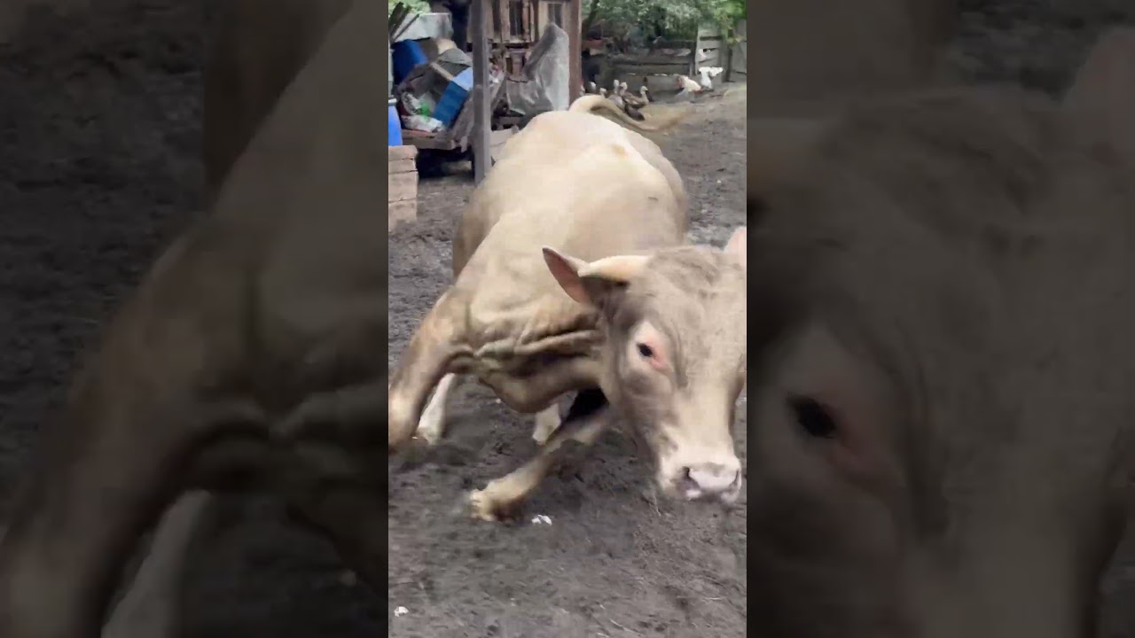 Бик Колобок несеться тікайте 