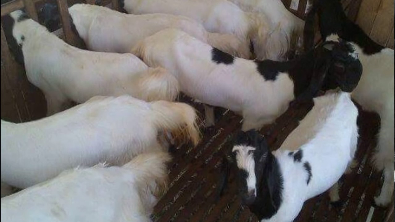 0821-3444-0557 (T-SEL) pakan kambing domba, pakan fermentasi kambing