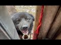 YY014.Dog 5-Naughty Little Black Puppy | Full of Energy & So Cute!