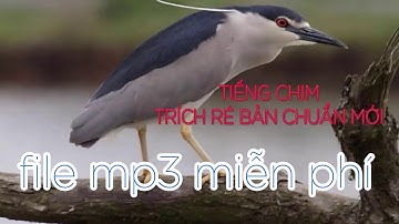Tiếng Vạc Mồi Kêu Chuẩn Hay Nhất MP3