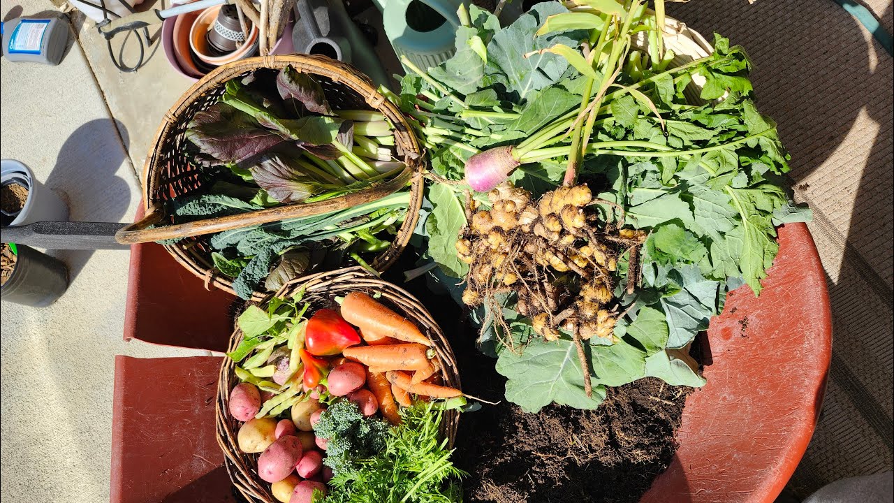 What's happening in the garden....is that ginger?