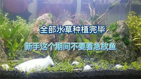 草缸系列04 新手水草缸开缸完毕总共花了多少钱我的滤桶底柜以及目前在养的鱼mp3