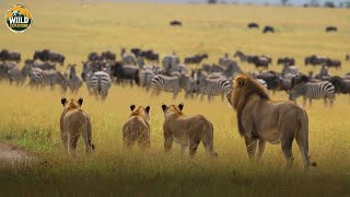 Wild Serengeti – Life, Death, and the Endless War for Survival