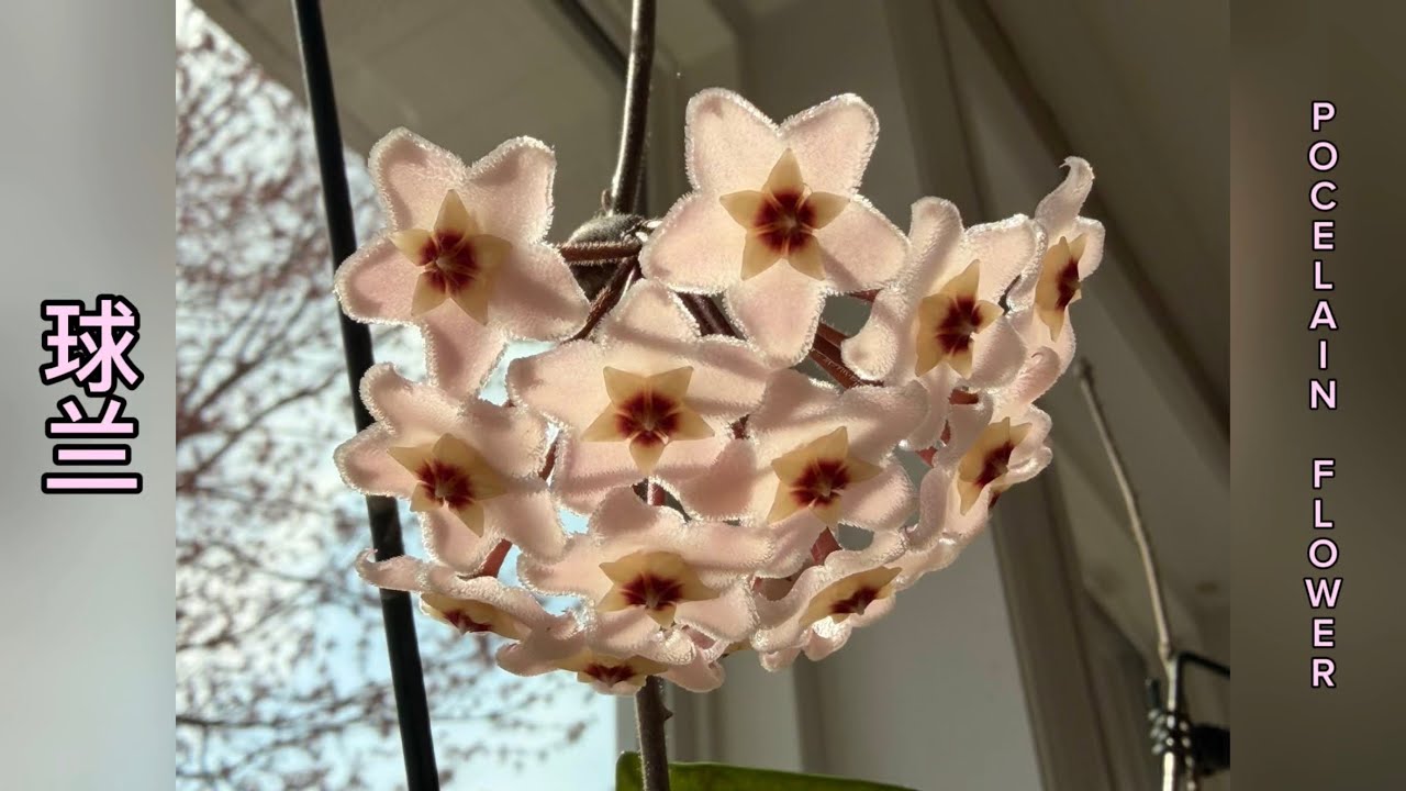 球兰（porcelain flower) - YouTube