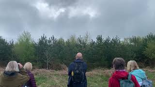 European Turtle Dove singing in North Yorkshire May 2023