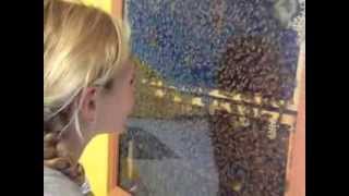 The Bee Cause Project
