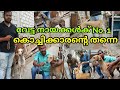 Kanni Chippiparai Kombai Native Champion Dog Breeds Collection