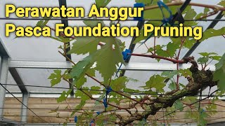 Perawatan Anggur Setelah Foundation Pruning