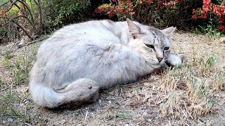 自分の後ろ脚にアゴをのせてくつろぐサバトラ猫