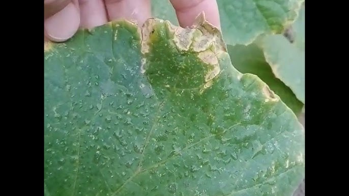 Жастардың жаңа орыс порно видеолары