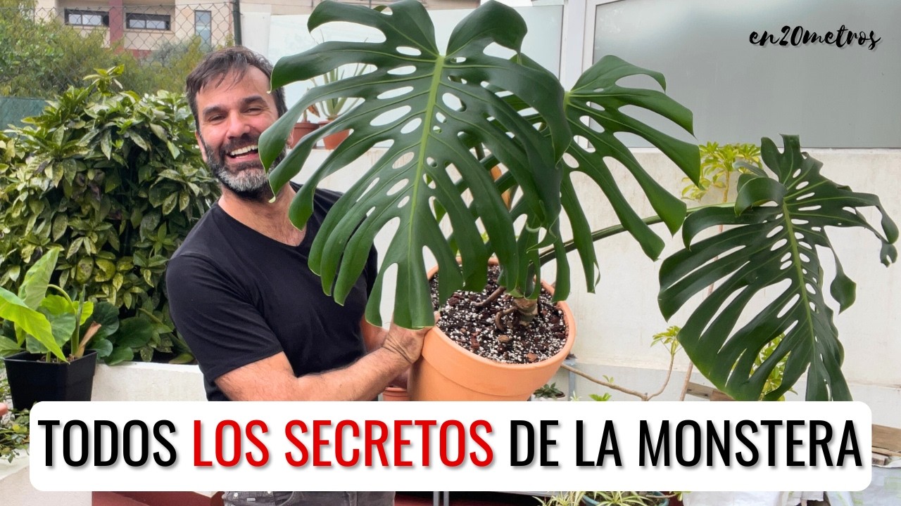 Todos los SECRETOS SOBRE #MONSTERA DELICIOSA: cuidados para monsteras, regar, abonar || en20metros