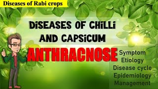 Diseases of Chilli and Capsicum | Anthracnose and Fruit Rot screenshot 5