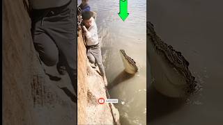 Download Lagu Pria ini hampir di mangsa buaya#animals#buaya#amazing MP3