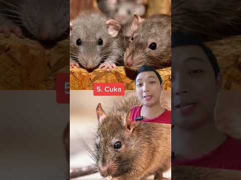 Video: Cara Dapatkan Sangkar Murah untuk Tikus Binatang Anda