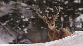 Download Lagu Cotton's dream  (Nadia's theme) MP3