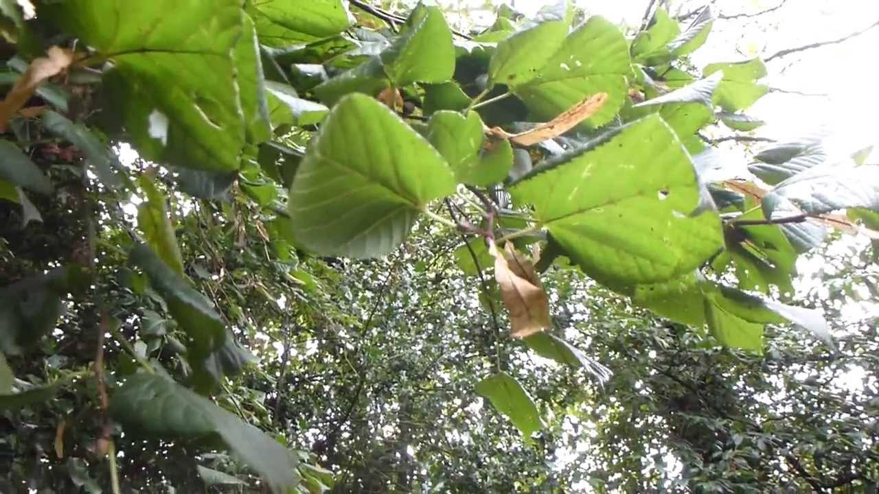 Tilia - Lime tree - Seeds -  Linditré - Skógartré - Garðtré