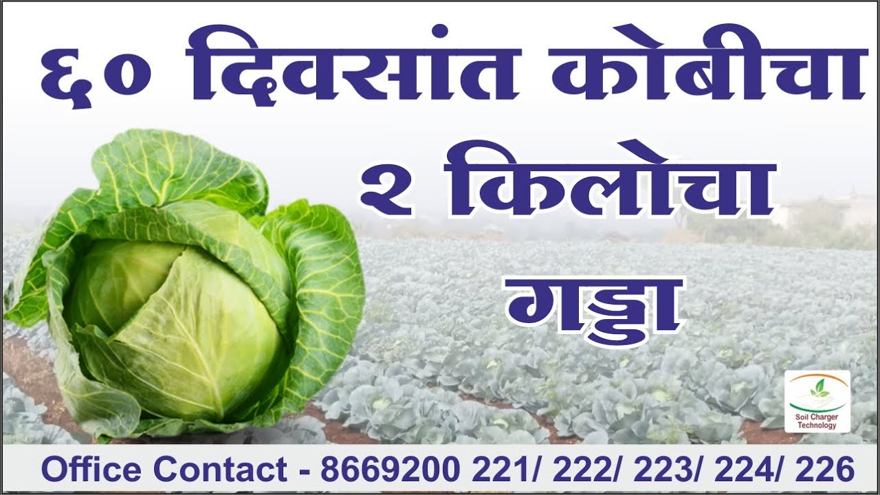 Soil charger tech.🥬60 दिवसांत कोबीचा 2 किलोचा गड्डा 💪 एक फूट रूंदीचे