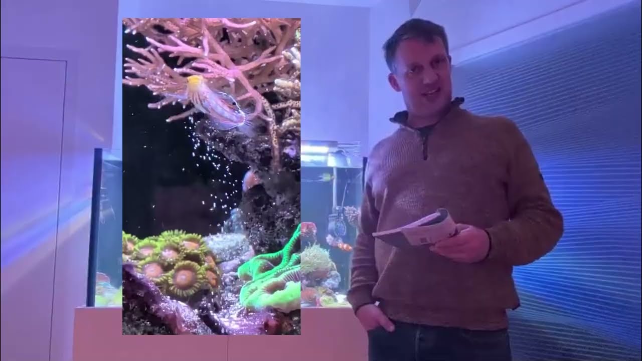Wirbellose und Fische im 360 Liter Meerwasseraquarium Video 2