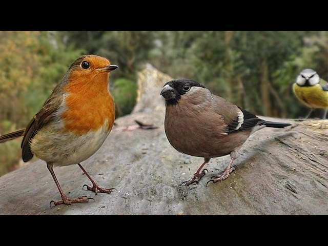Birds Flying in Slow Motion - Forest Birds & Bird Sounds Video for People & Cats to Watch class=