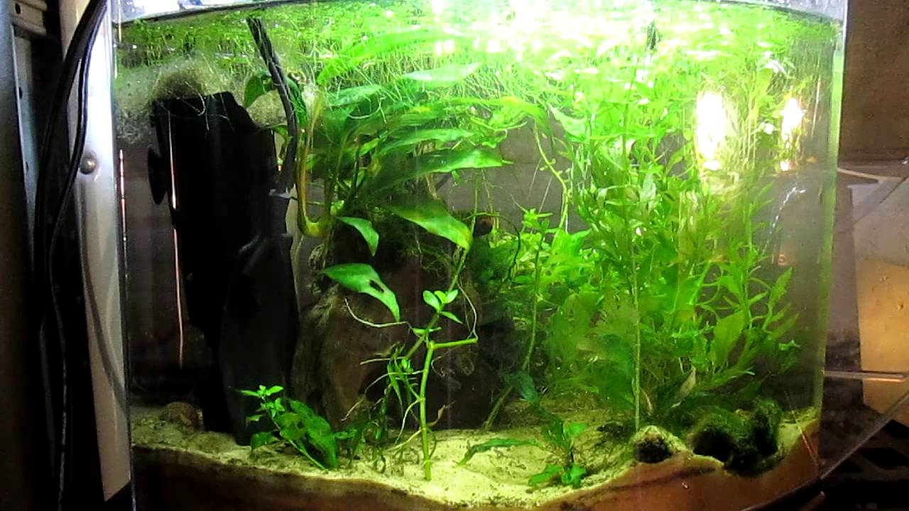 Hermitcrab The Jungle