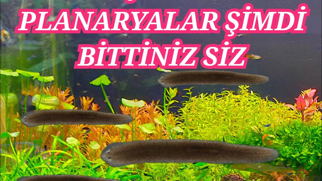 AKVARYUM KURDU ( PLANARYA ) AKVARYUMDAN NASIL TEMİZLENİR