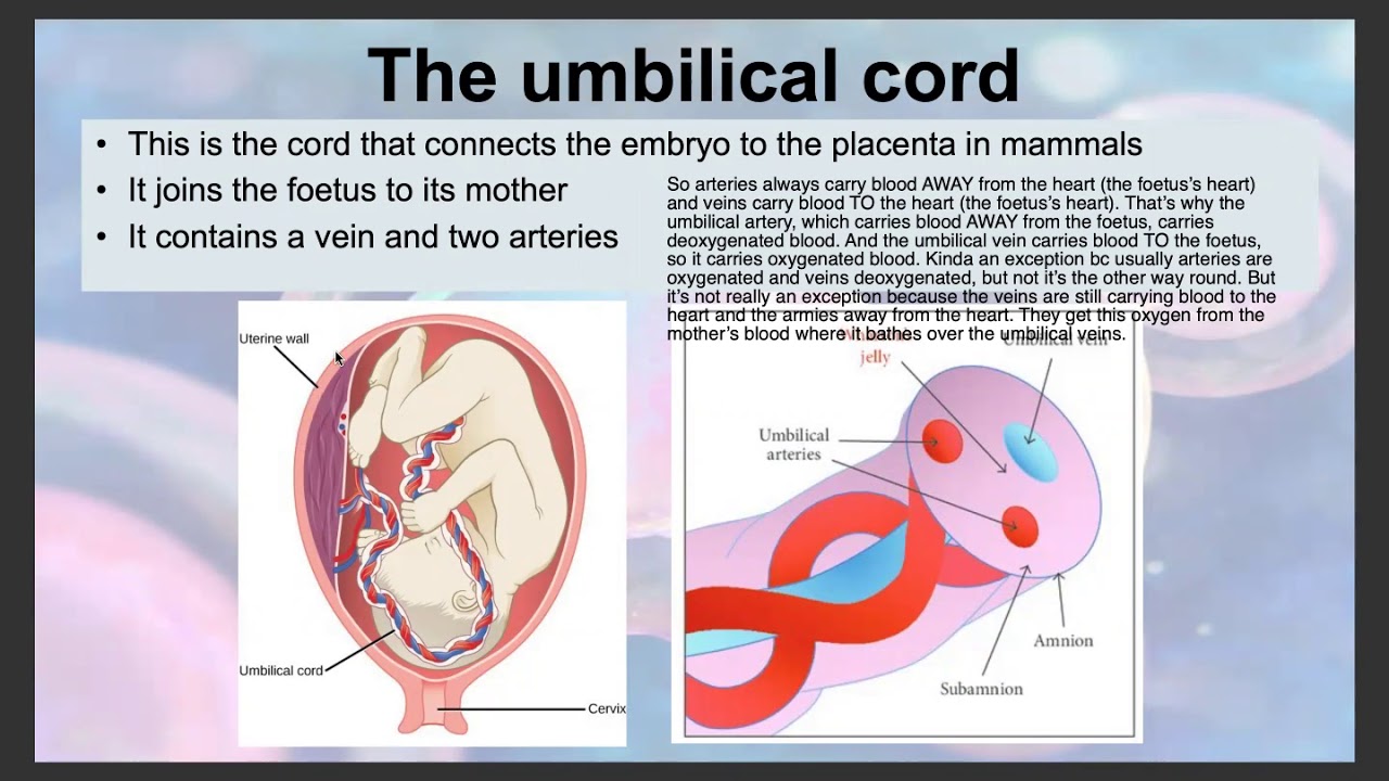 Biology Pregnancy YouTube