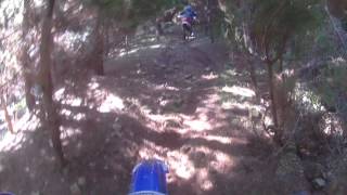 Pine tree single track