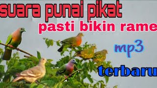 suara punai dijamin ampuh //sniper