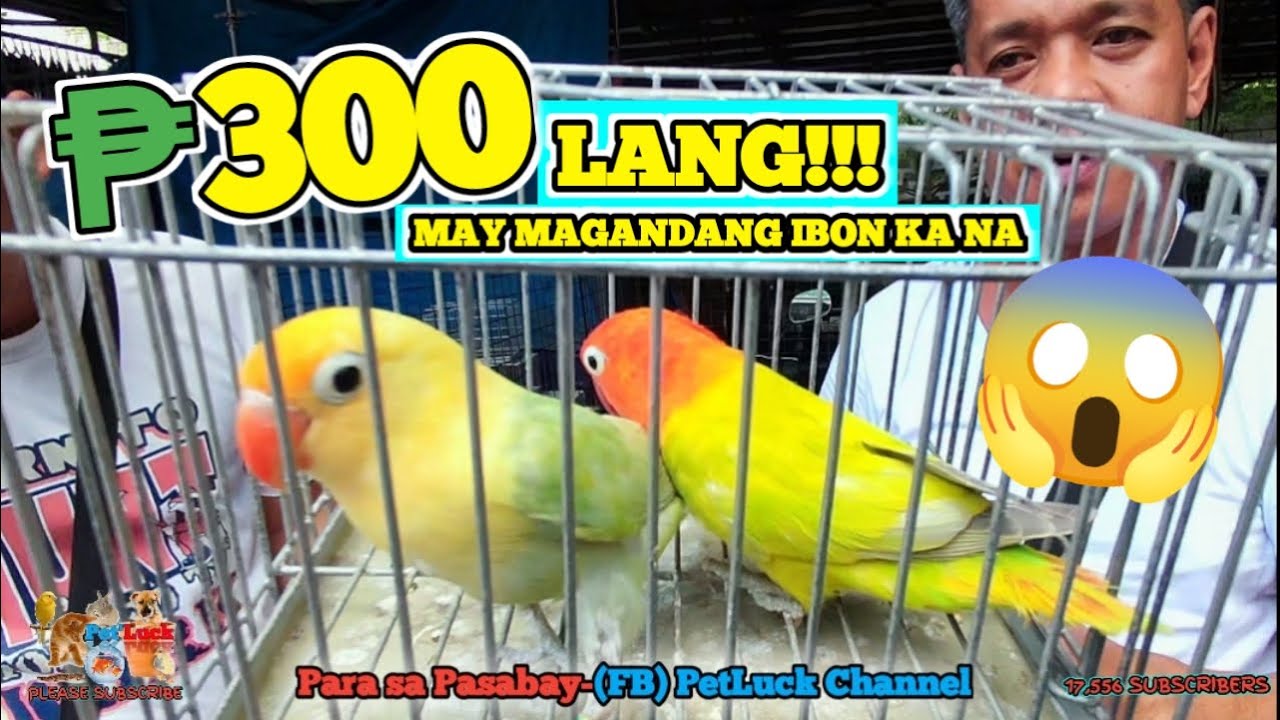 LOVEBIRDS UPDATE SA HULONG DUHAT MALABON