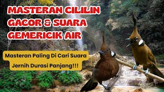 Masteran Cililin Gacor Suara Jernih || Suara Gemericik Air Agar Burung Tidak Mudah Stres